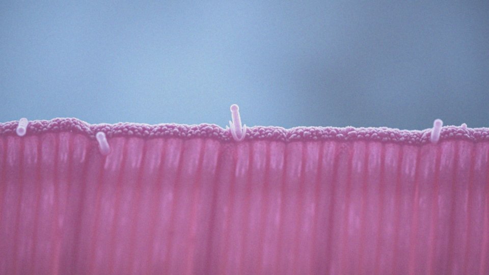 Jak Lactobacillus plantarum 299v kolonizuje błonę śluzową jelita?